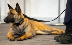 leżący na ziemi pis rasy owczarek niemiecki, z obrożą z napisem policja i czarną smycvzą