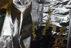 małe krzewy konopi indyjskich w doniczkach w specjalny,m namiocie